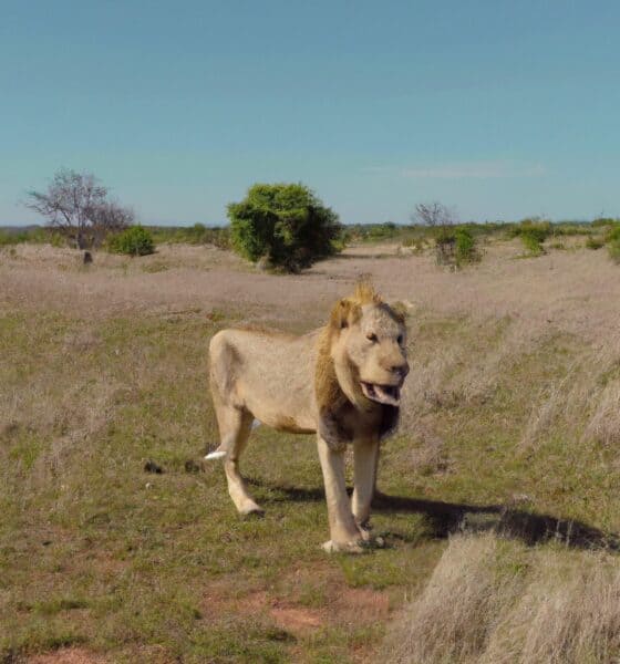 The 5 best places to see lions in Africa